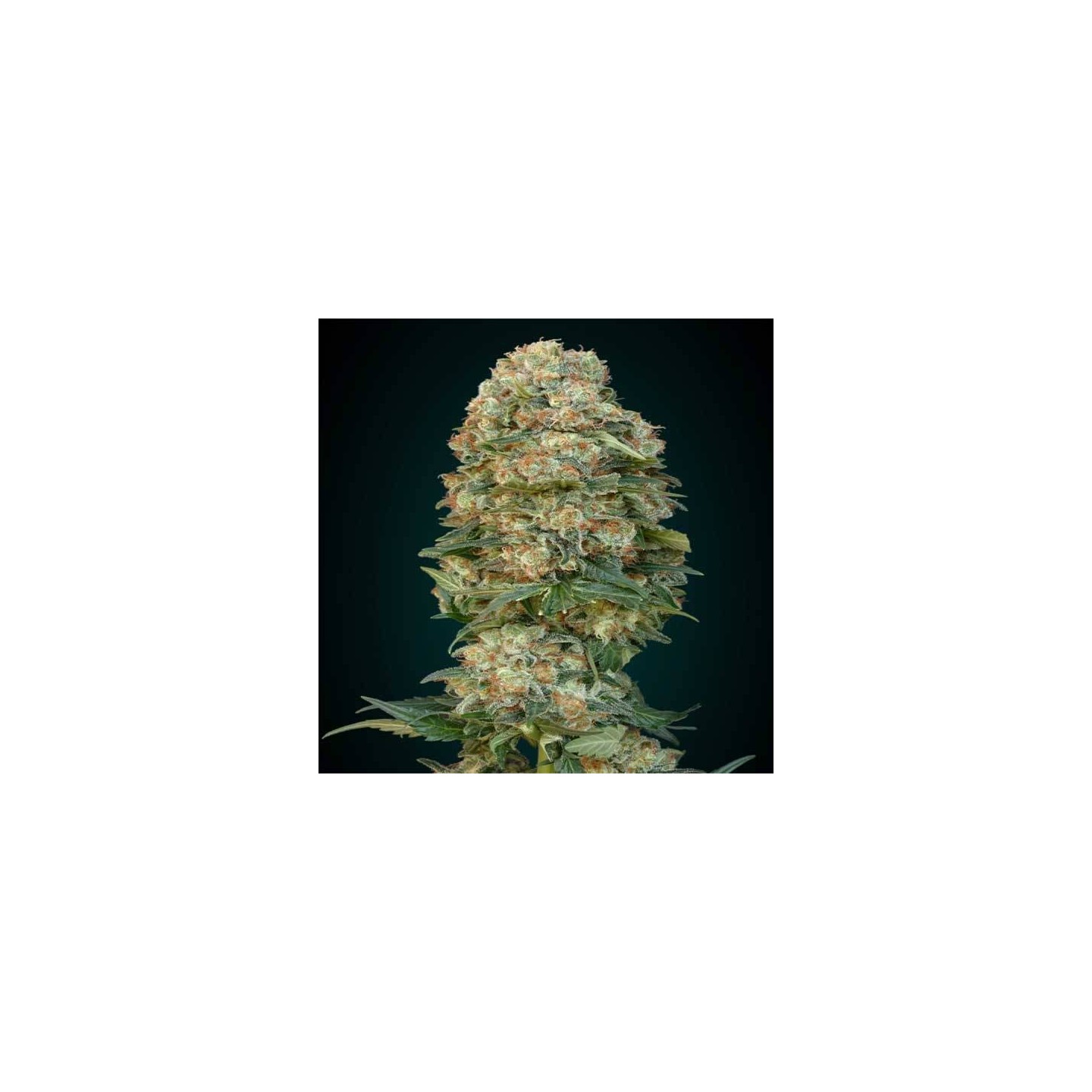 Afghan Skunk Feminizada de Advanced Seeds