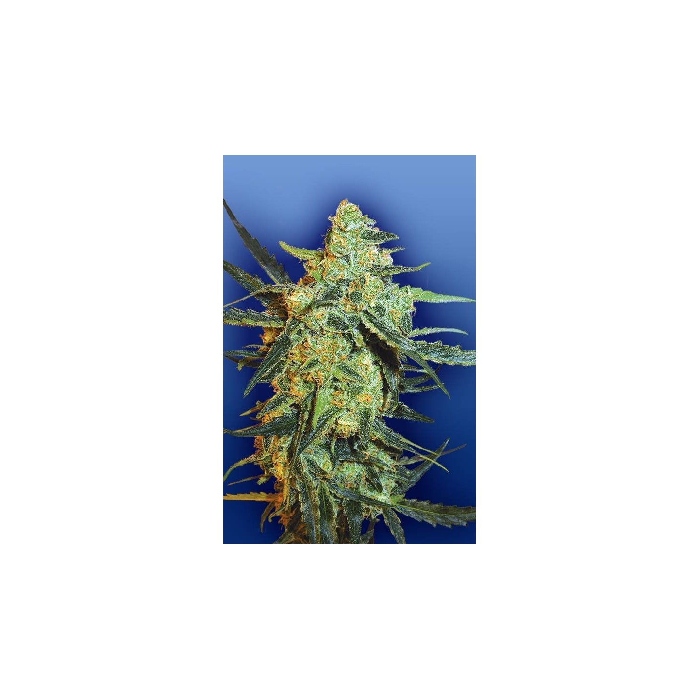 Blueberry Skunk Feminizada de The Flying Dutchmen