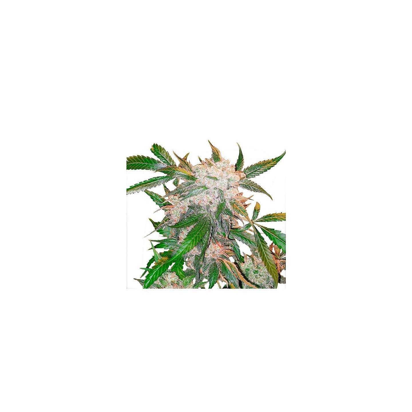 White Widow Feminizada de Dutch Passion