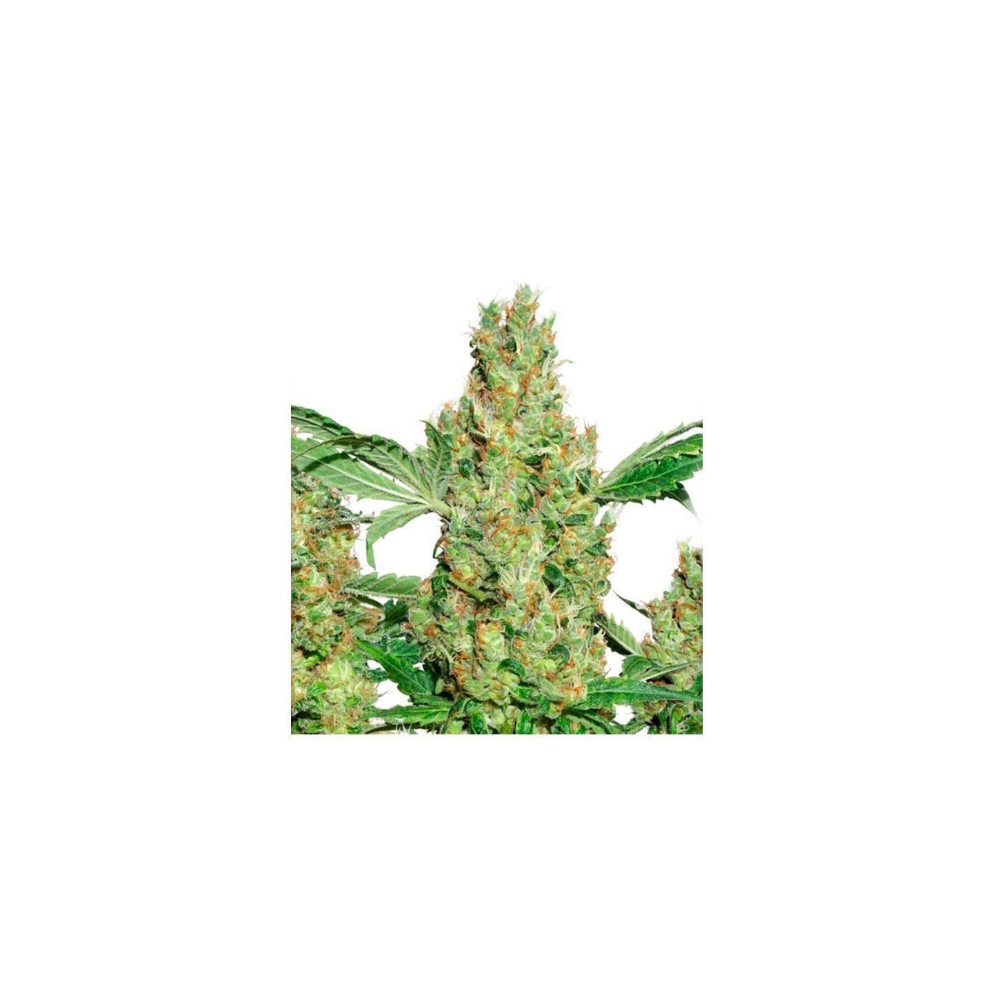 Power Plant Feminizada de Dutch Passion