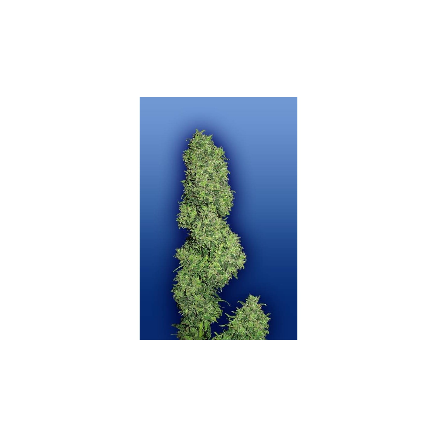 Dame Blanche Feminizada de The Flying Dutchmen
