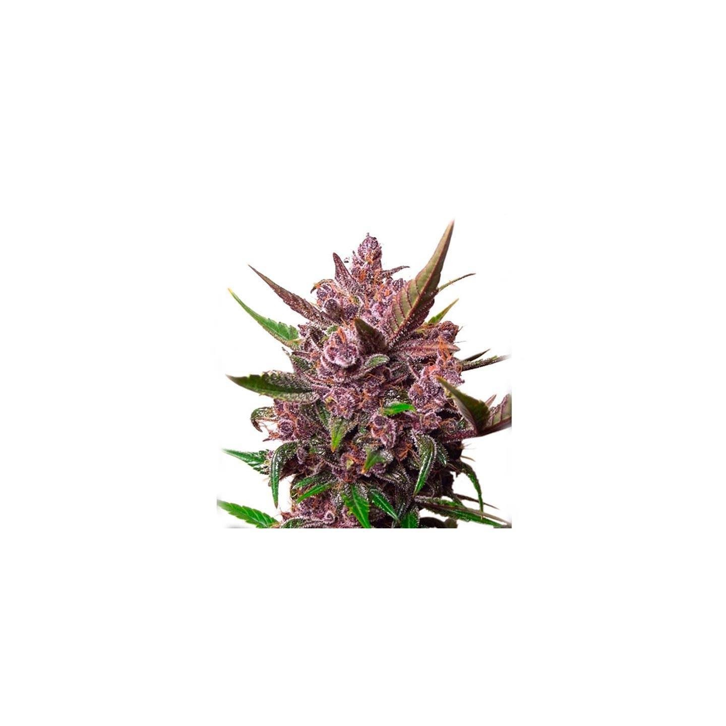 Blackberry Kush Autofloreciente Feminizada de Dutch Passion