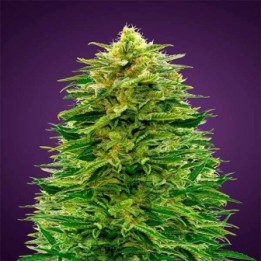 Amnesia Autofloreciente de Advanced Seeds