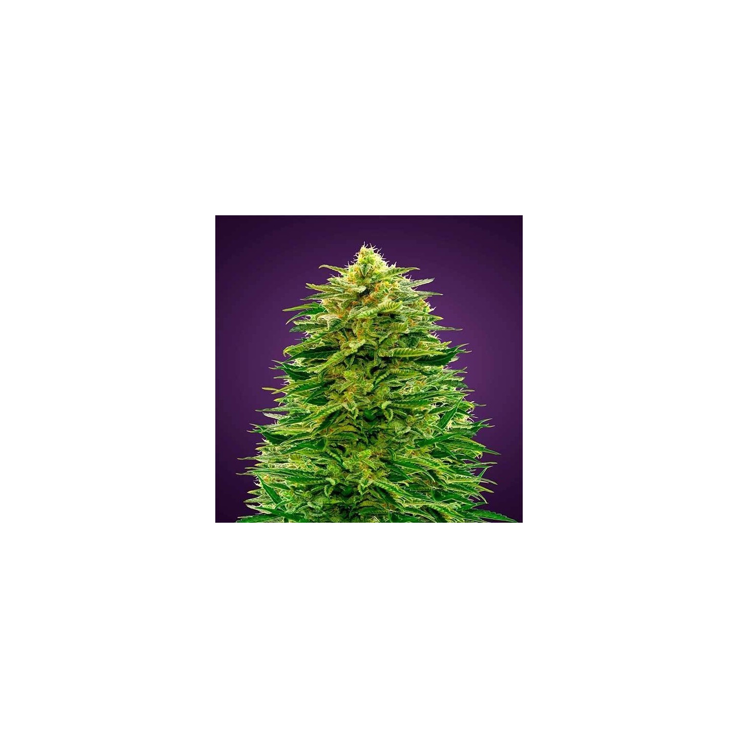 Amnesia Autofloreciente de Advanced Seeds