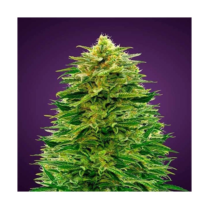 Amnesia Autofloreciente Blister x 1 de Advanced Seeds