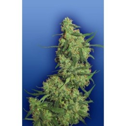 Nepal Kush Feminizada de The Flying Dutchmen