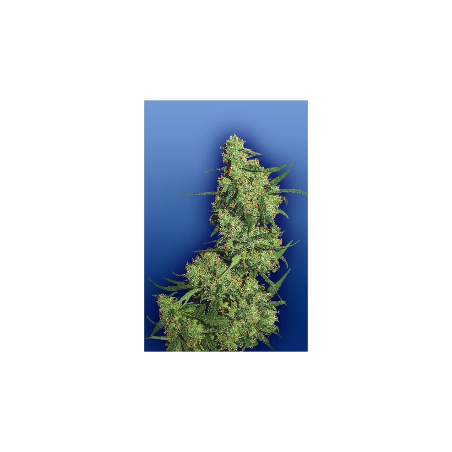 Nepal Kush Feminizada de The Flying Dutchmen