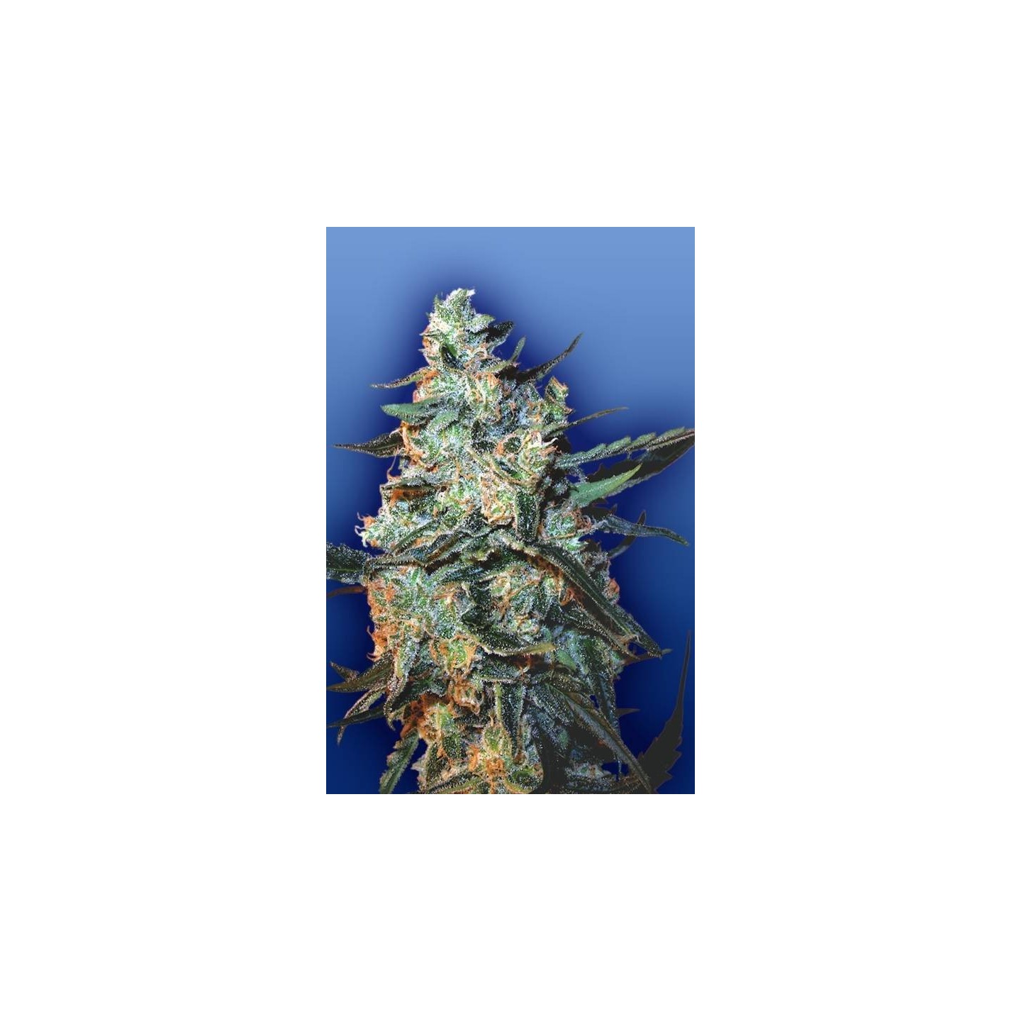 Feminized Mix Feminizada de The Flying Dutchmen