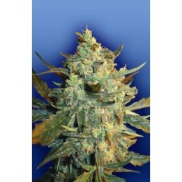 Power Skunk Feminizada de The Flying Dutchmen