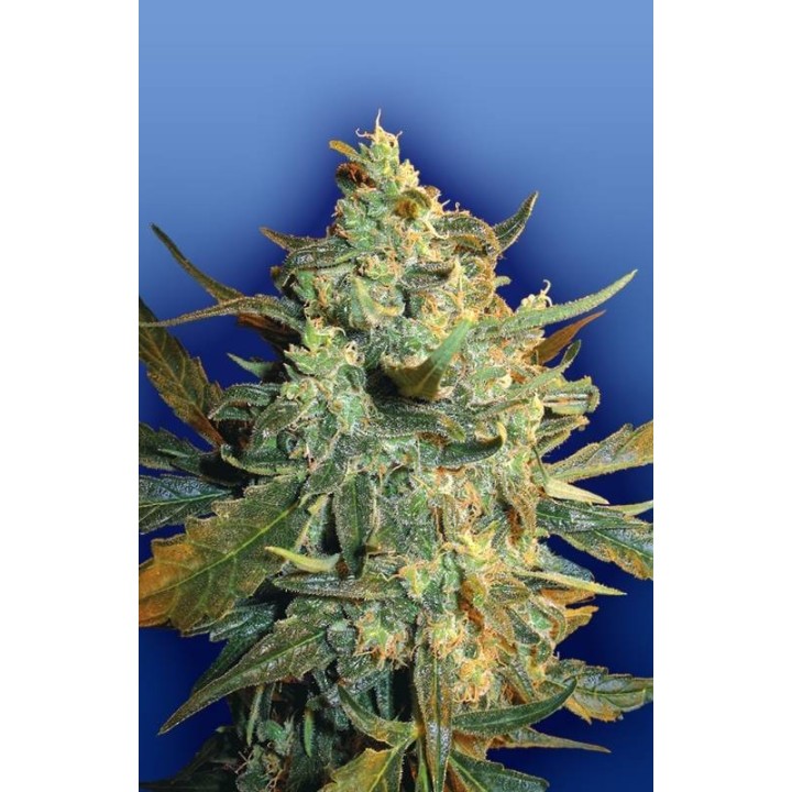 Power Skunk Feminizada de The Flying Dutchmen