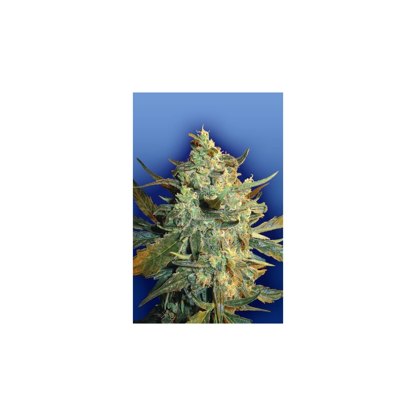 Power Skunk Feminizada de The Flying Dutchmen