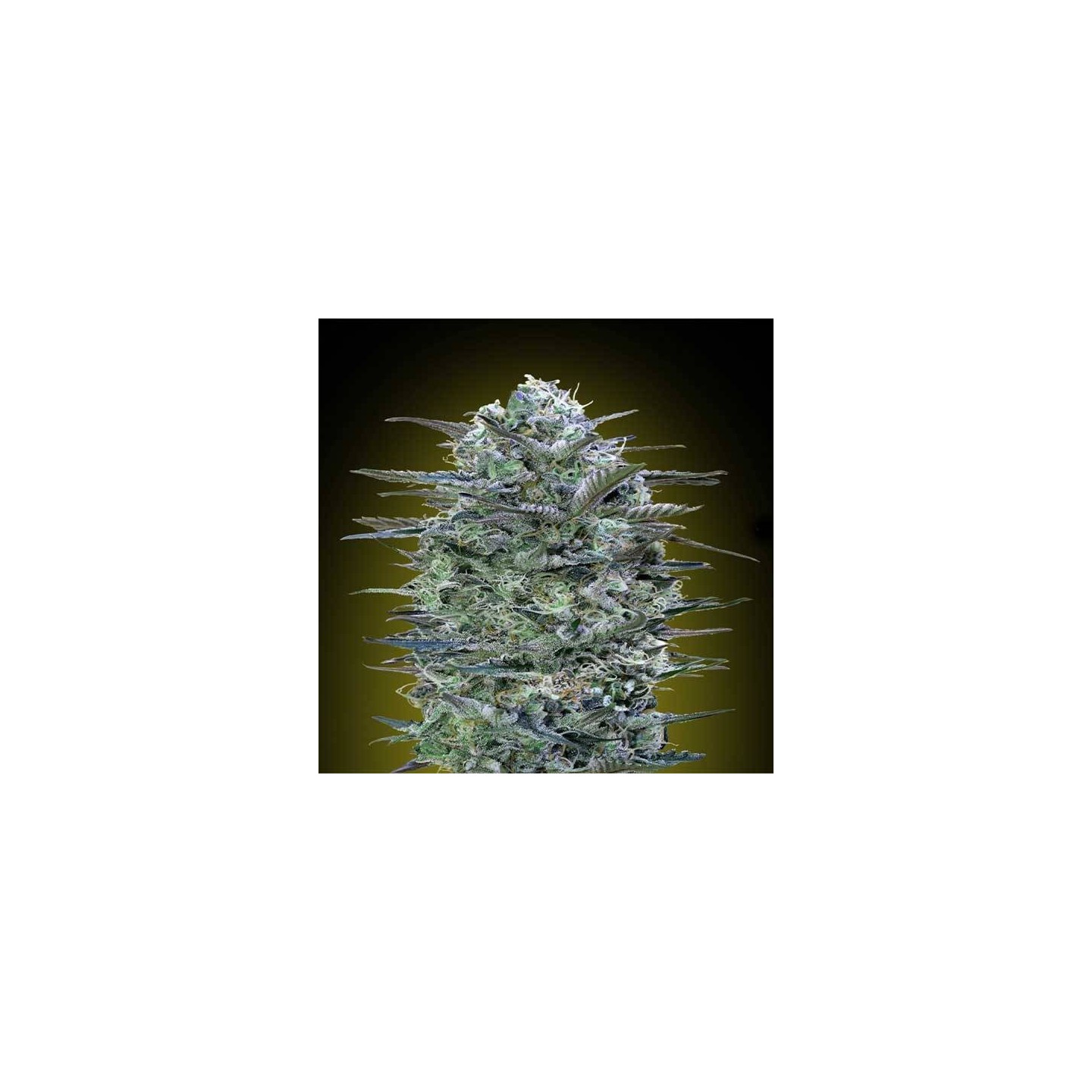 Critical Lemon Feminizada de Advanced Seeds