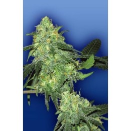 Skunk Classic Feminizada de The Flying Dutchmen