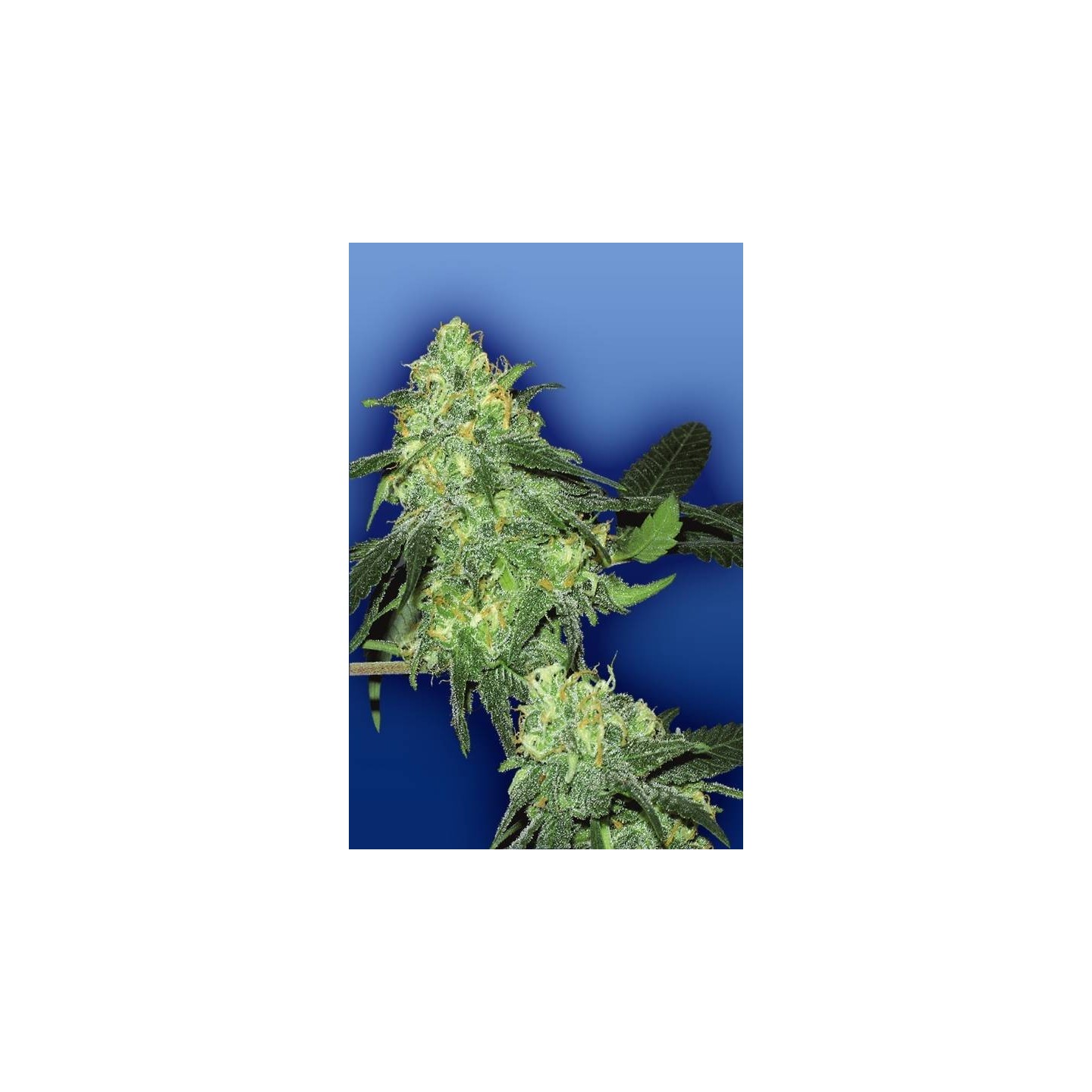Skunk Classic Feminizada de The Flying Dutchmen
