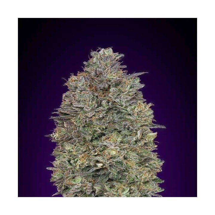 Critical Purple Kush Feminizada de Advanced Seeds