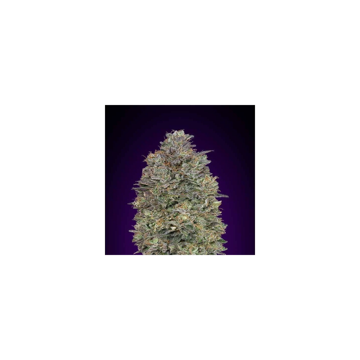 Critical Purple Kush Feminizada de Advanced Seeds