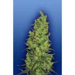 Temple Haze Feminizada de The Flying Dutchmen