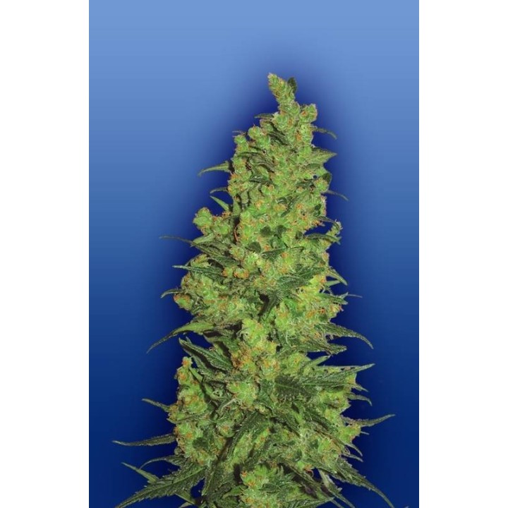 Temple Haze Feminizada de The Flying Dutchmen
