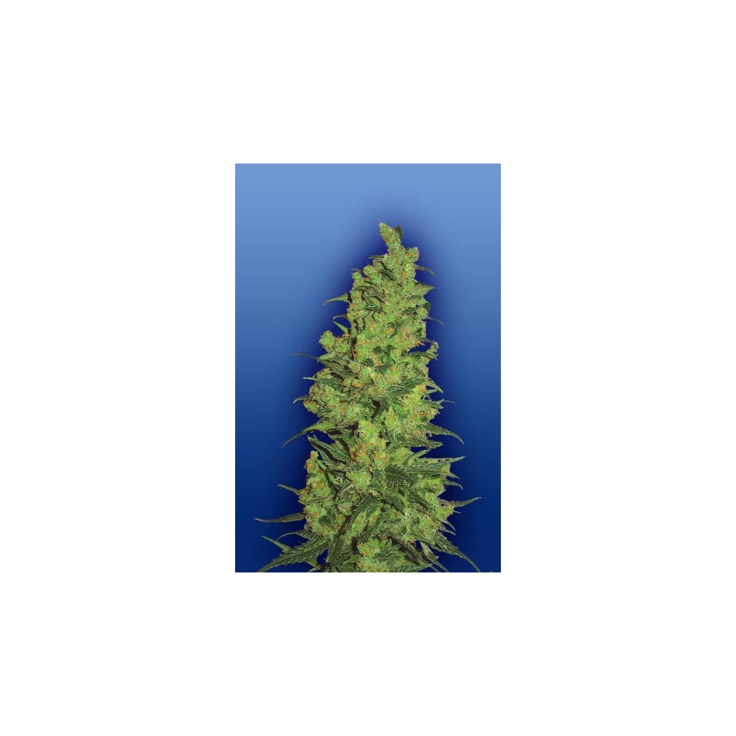Temple Haze Feminizada de The Flying Dutchmen