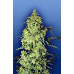 White Widow Feminizada de The Flying Dutchmen
