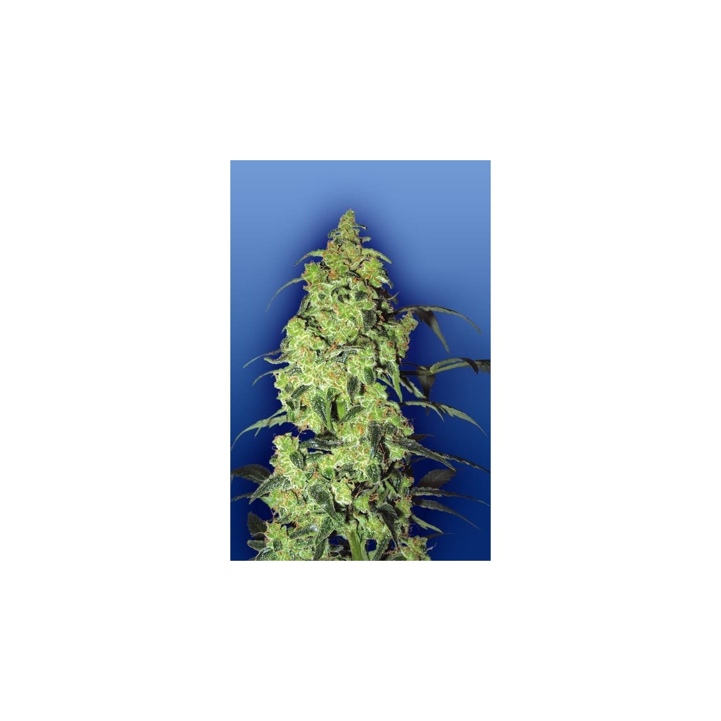 White Widow Feminizada de The Flying Dutchmen