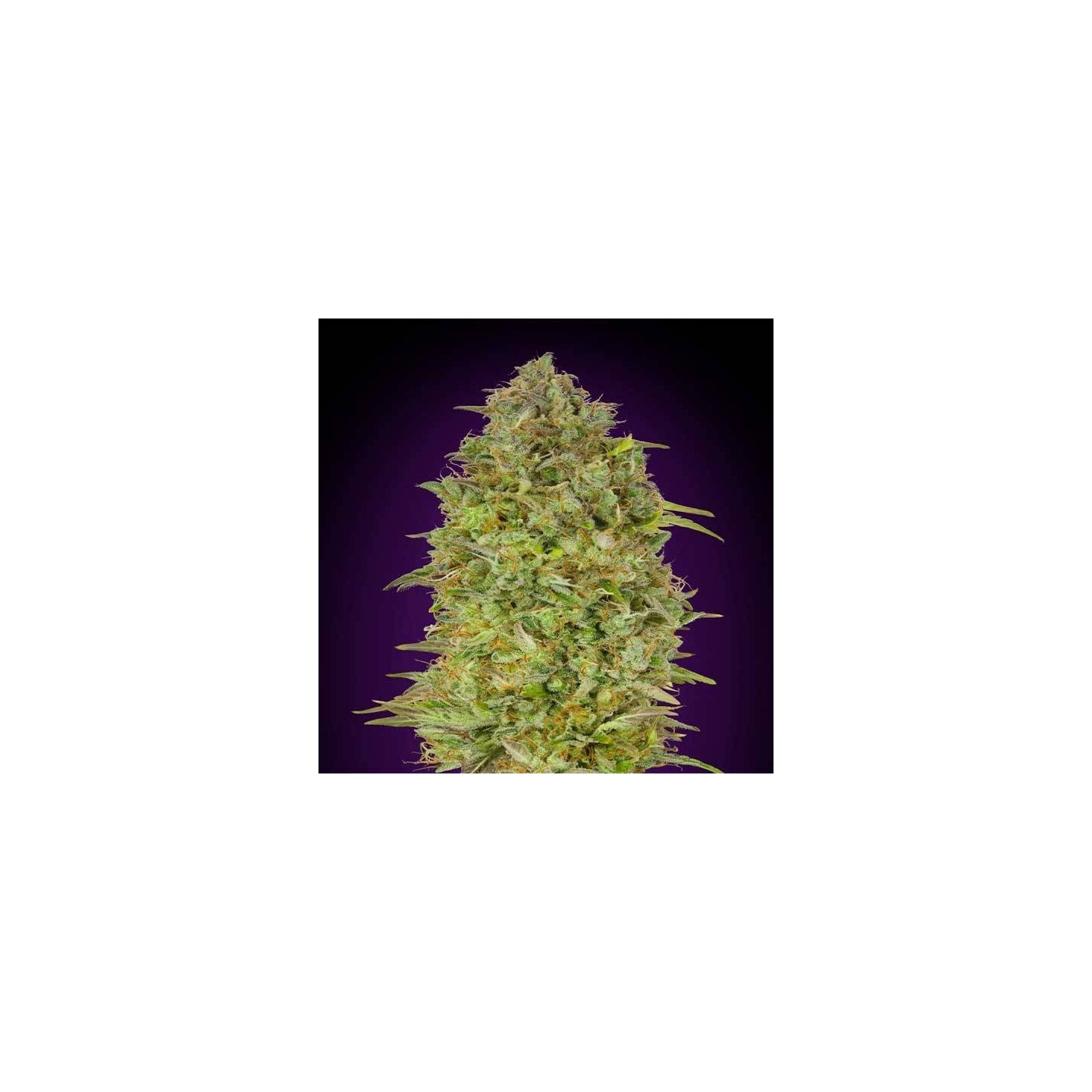 Skunk 47 Feminizada de Advanced Seeds
