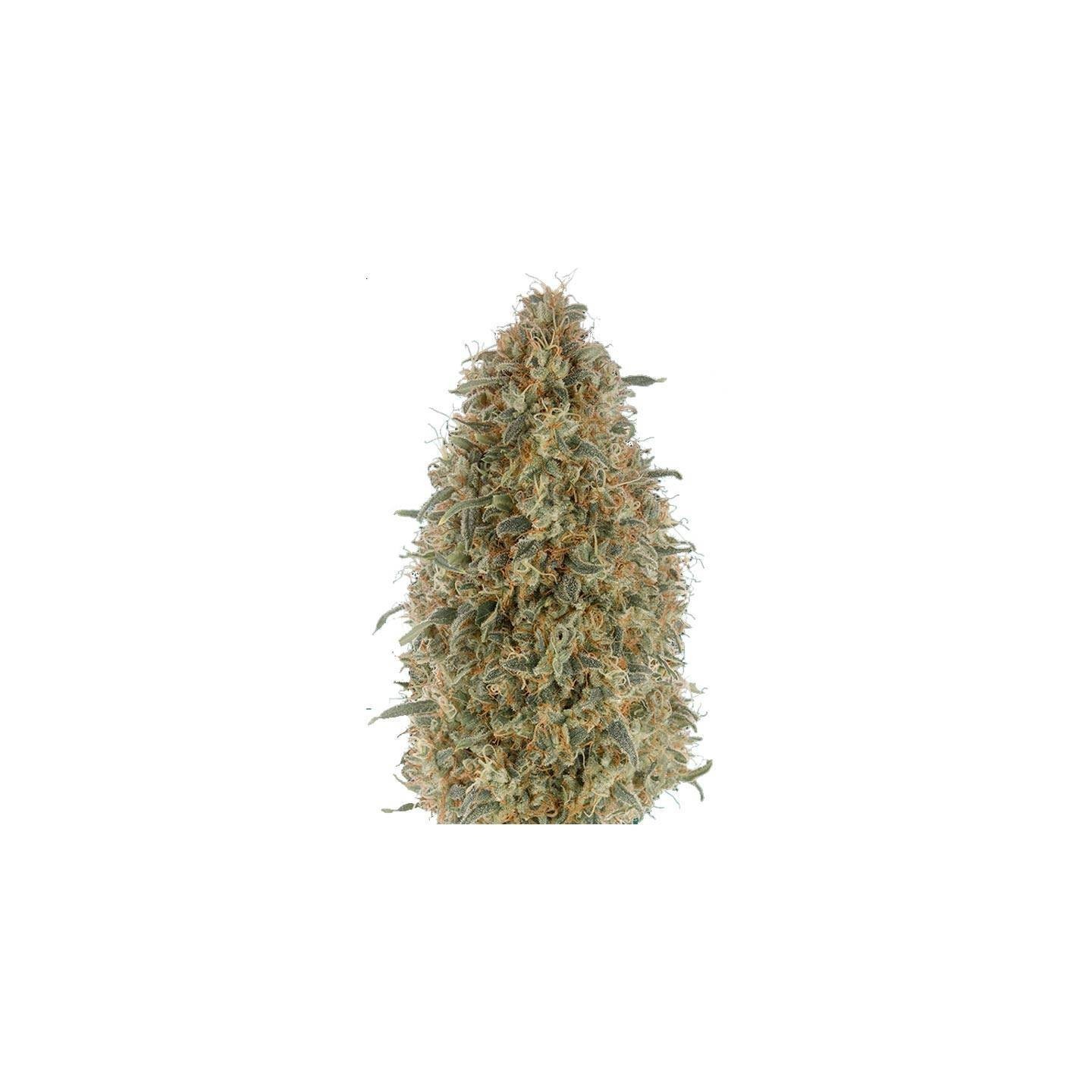 Gorilla Blue Feminizada de Advanced Seeds