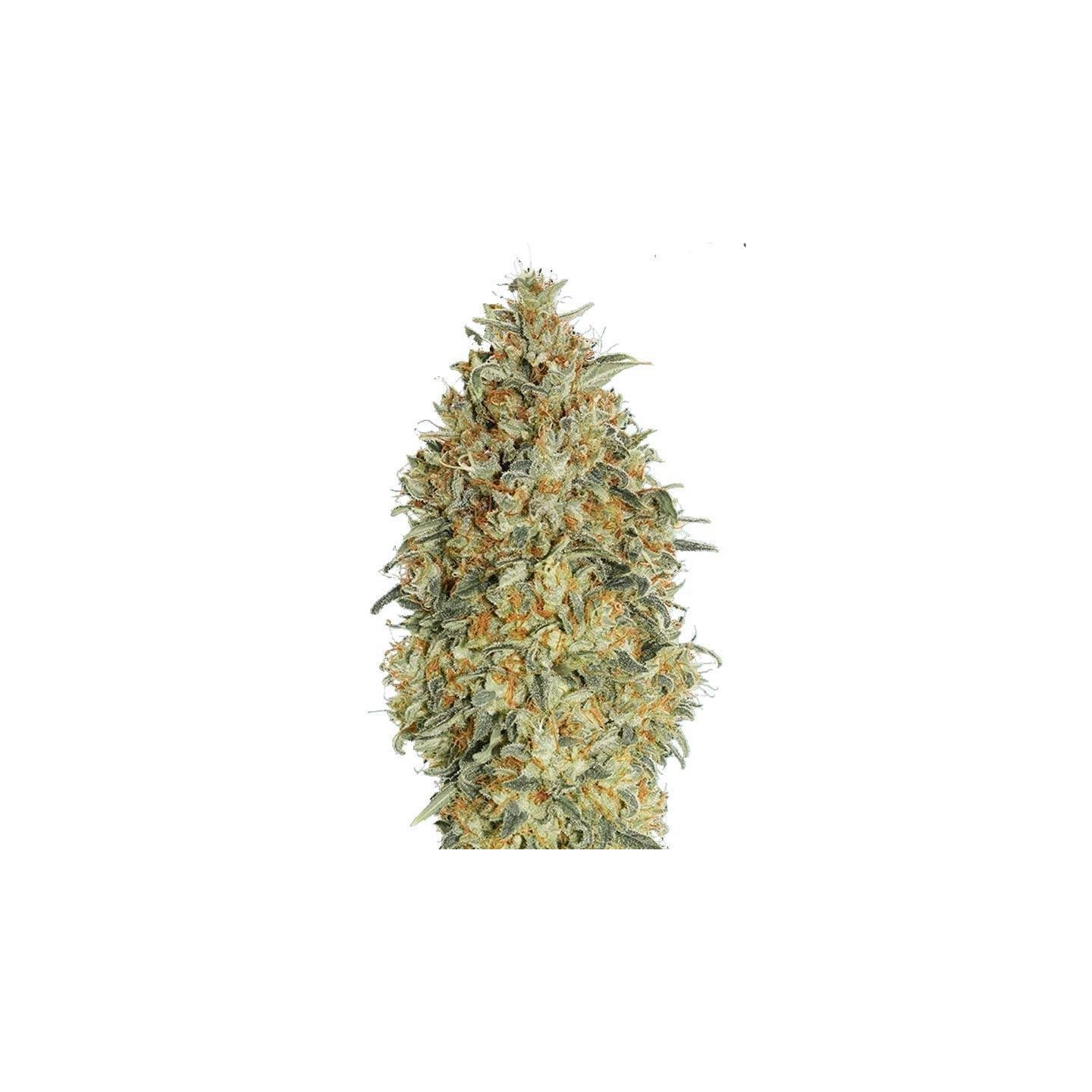 Gorilla Blue Autofloreciente Feminizada de Advanced Seeds