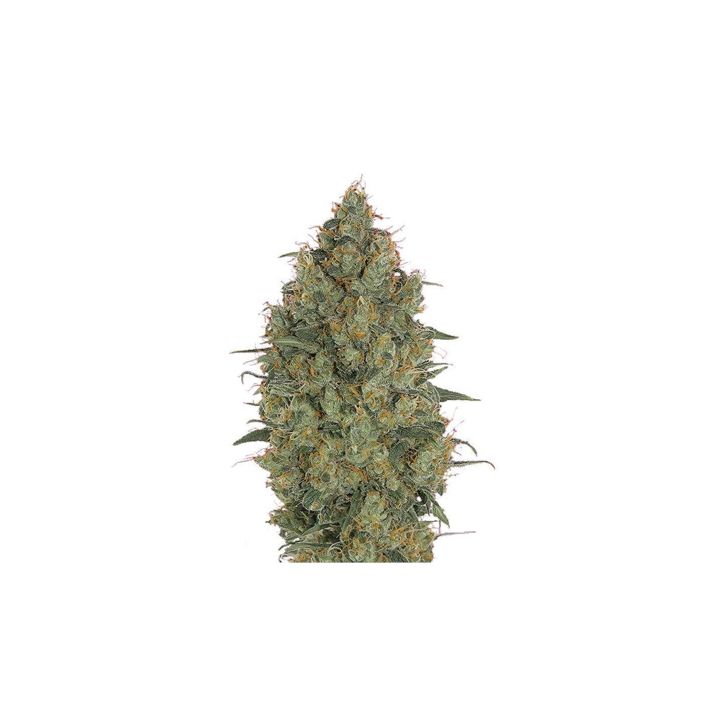 Strawberry Gum Feminizada de Advanced Seeds