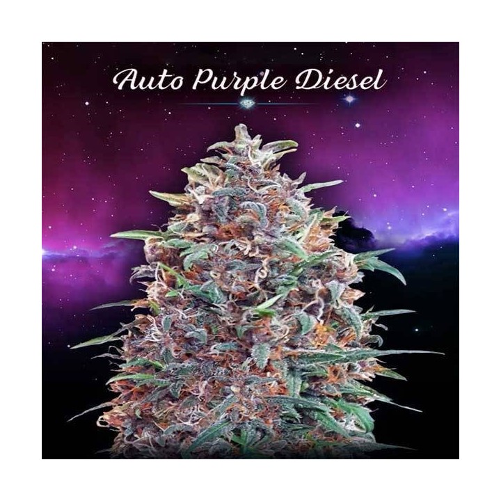 Purple Diesel Autofloreciente Feminizada de Advanced Seeds
