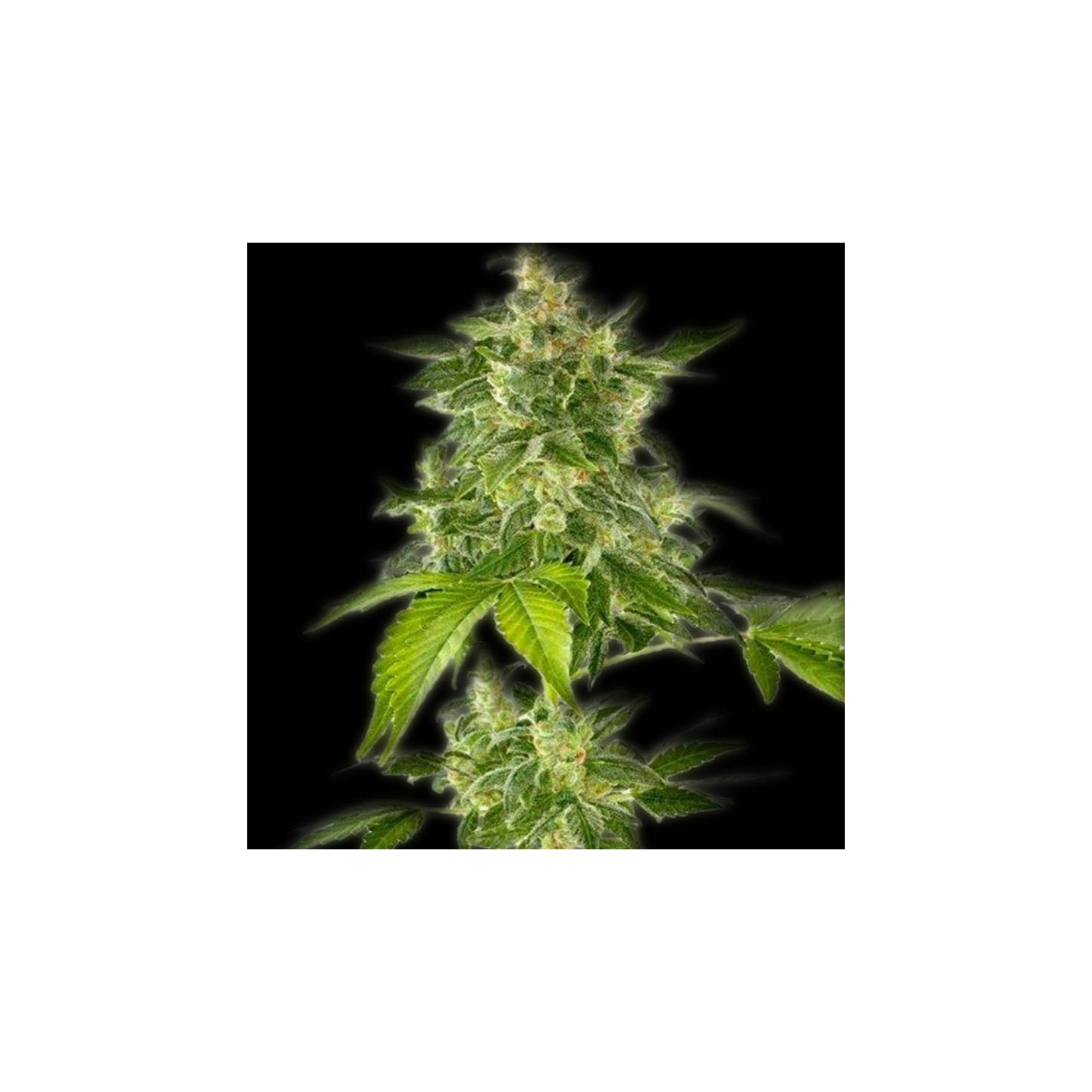 Haze Autofloreciente Feminizada de The Bulldog Seeds