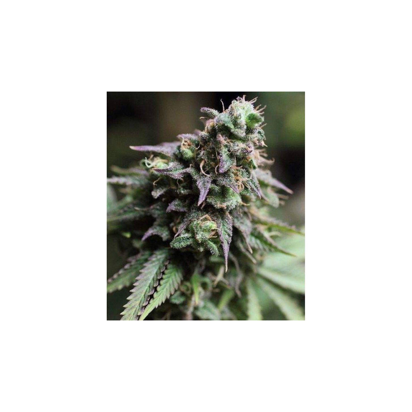 Blue Dream Feminizada de The Bulldog Seeds