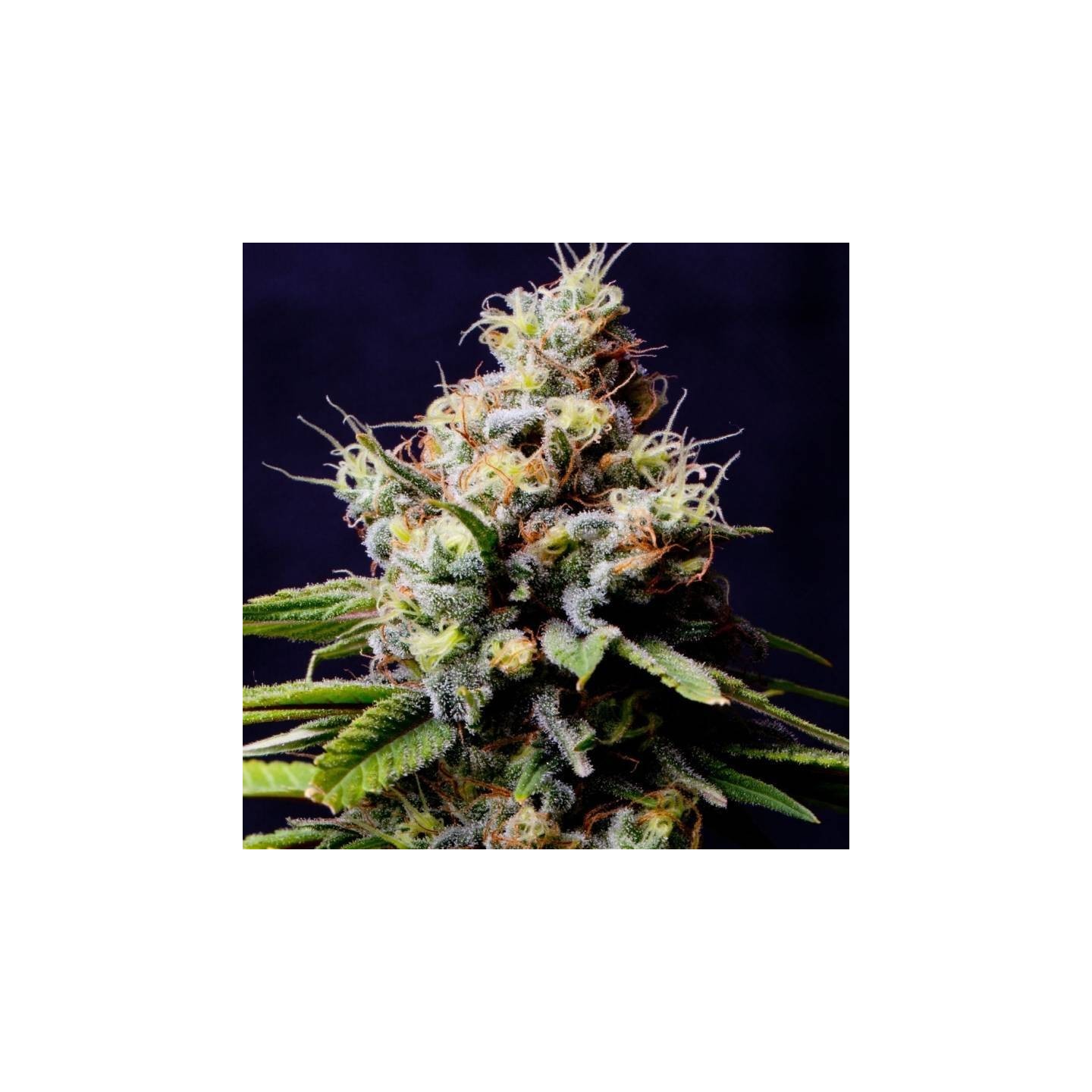 Blueberry 420 Autofloreciente Feminizada de The Bulldog Seeds