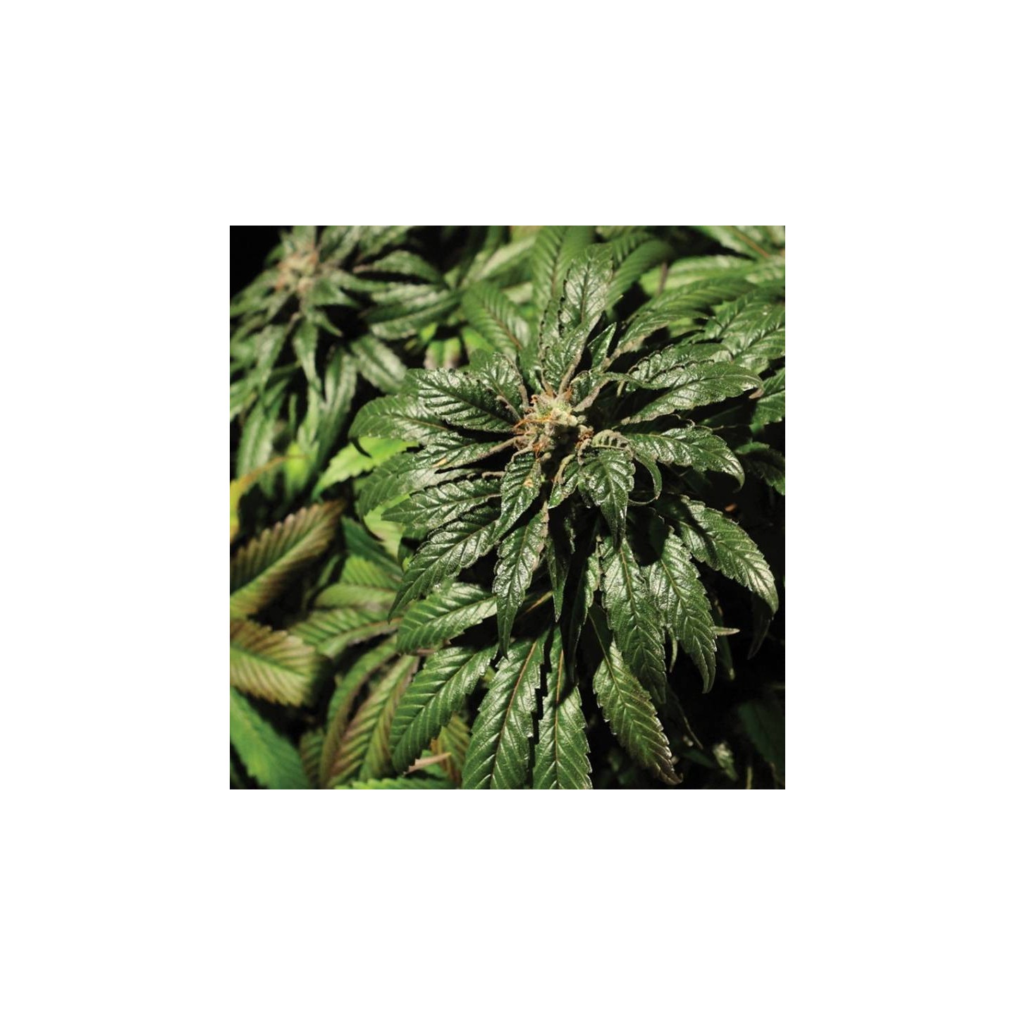 Bubblegum Kush Feminizada de The Bulldog Seeds