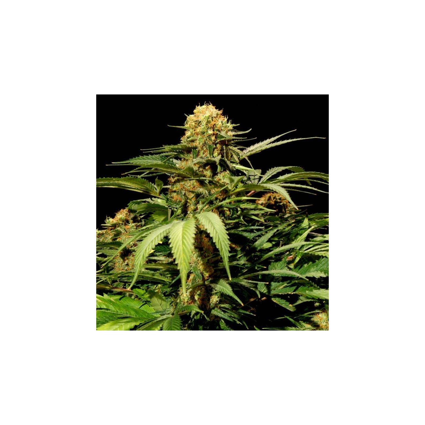 Bullshark Feminizada de The Bulldog Seeds