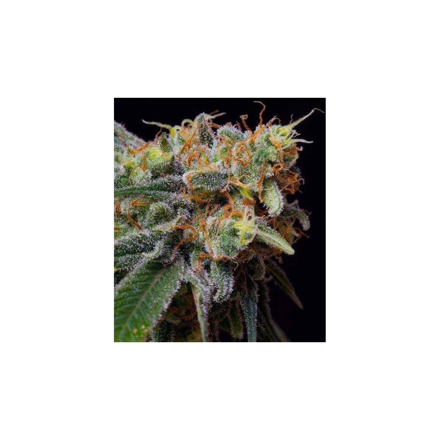 Caramelicious Feminizada de The Bulldog Seeds