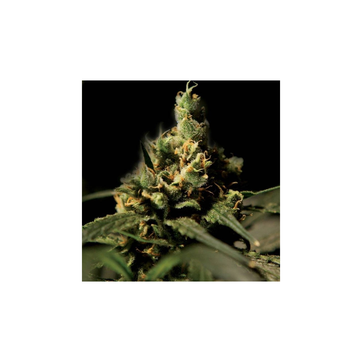 Citral Skunk Feminizada de The Bulldog Seeds