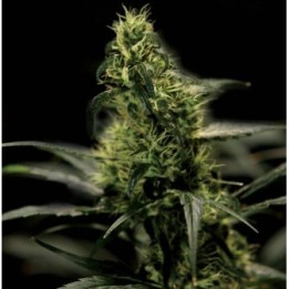 Energy Haze Feminizada de The Bulldog Seeds