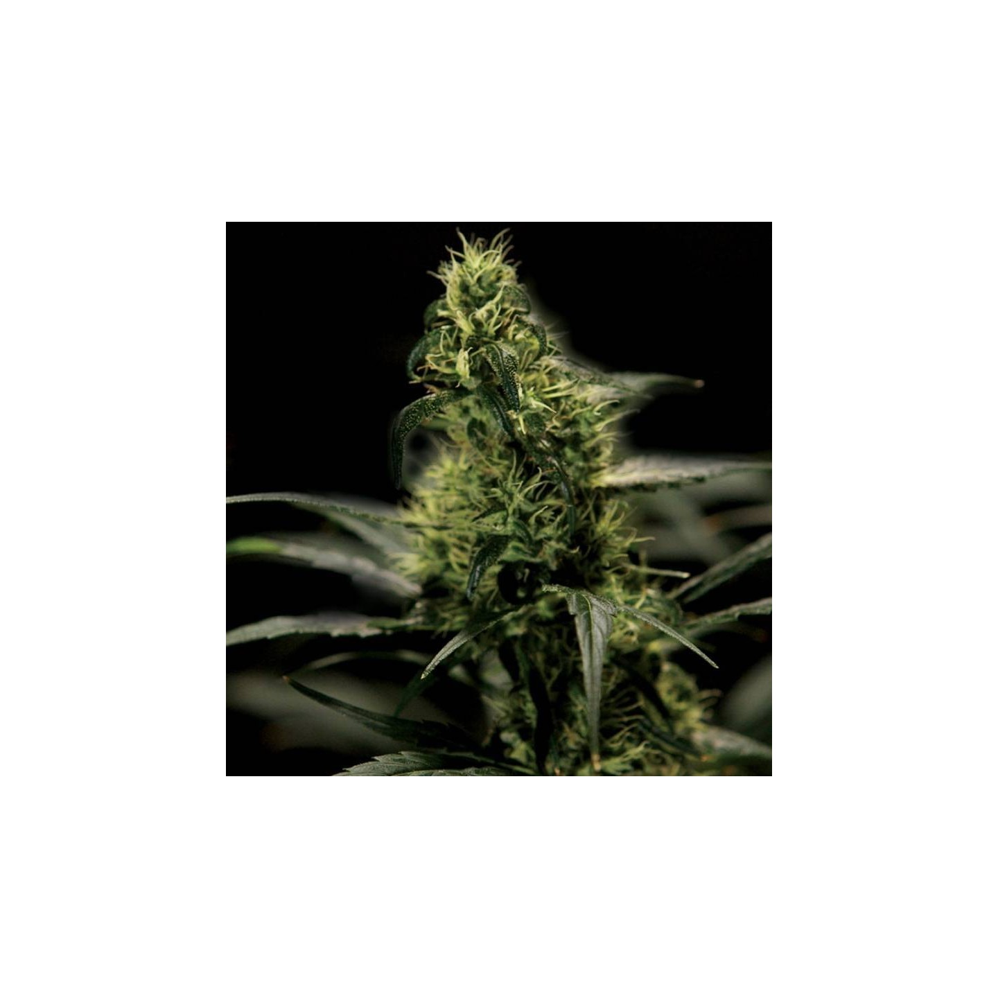 Energy Haze Feminizada de The Bulldog Seeds