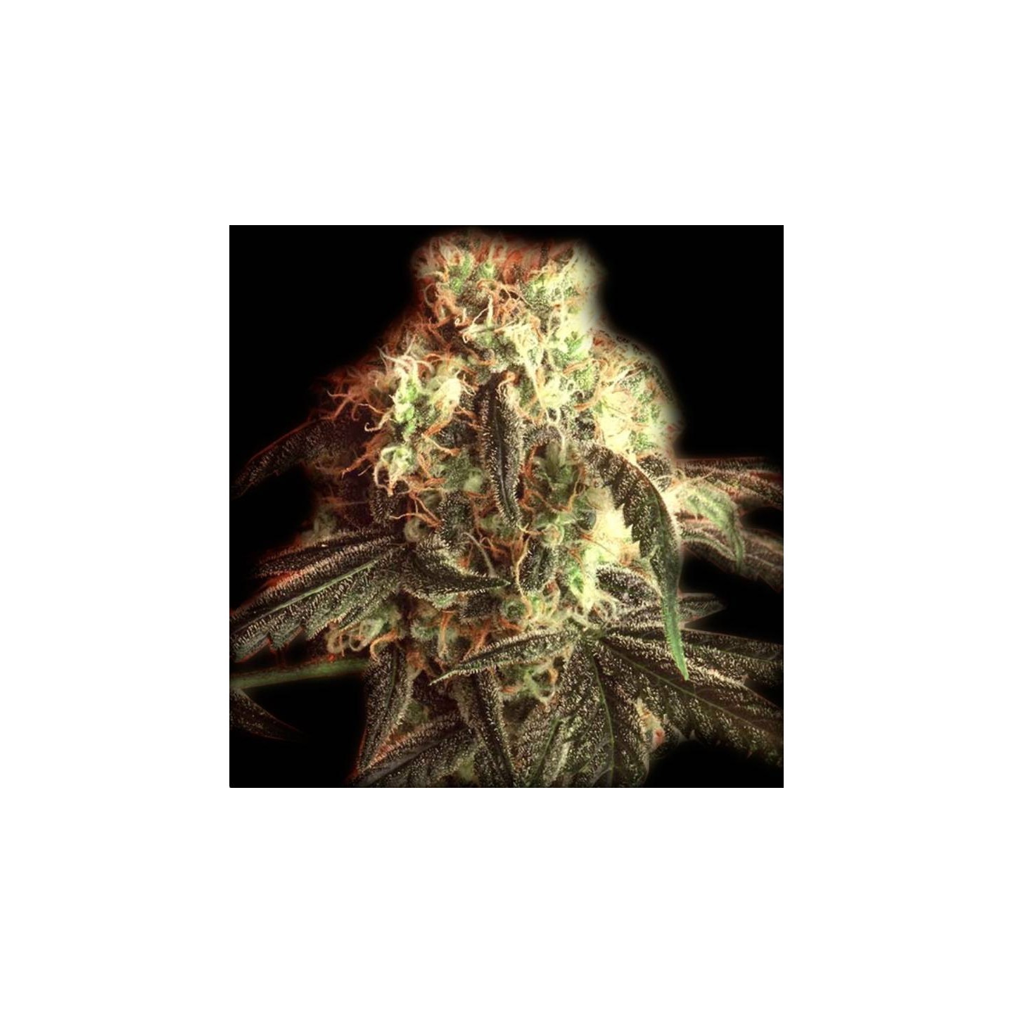 Fast Ryder I Autofloreciente Feminizada de The Bulldog Seeds