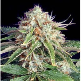 Fast Ryder II Autofloreciente Feminizada de The Bulldog Seeds