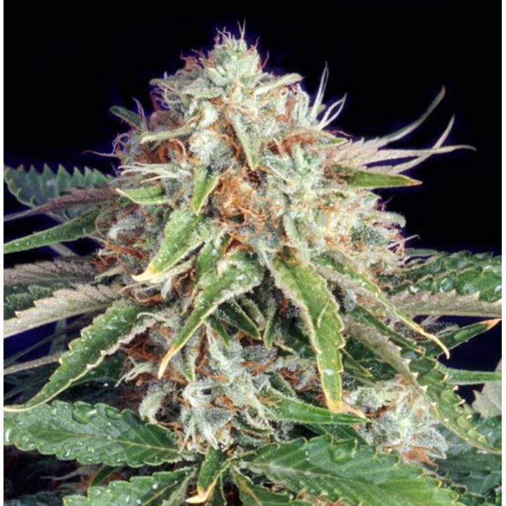 Fast Ryder II Autofloreciente Feminizada de The Bulldog Seeds