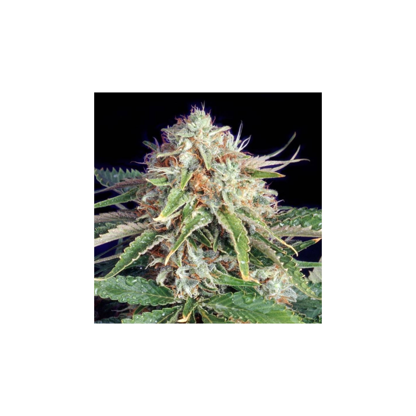 Fast Ryder II Autofloreciente Feminizada de The Bulldog Seeds
