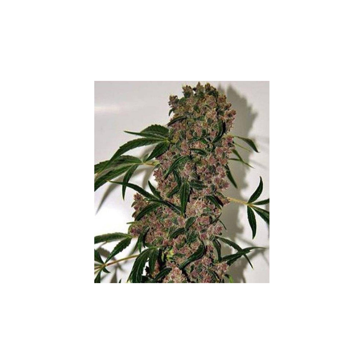 Girl Scout Cookies Extreme Feminizada de The Bulldog Seeds