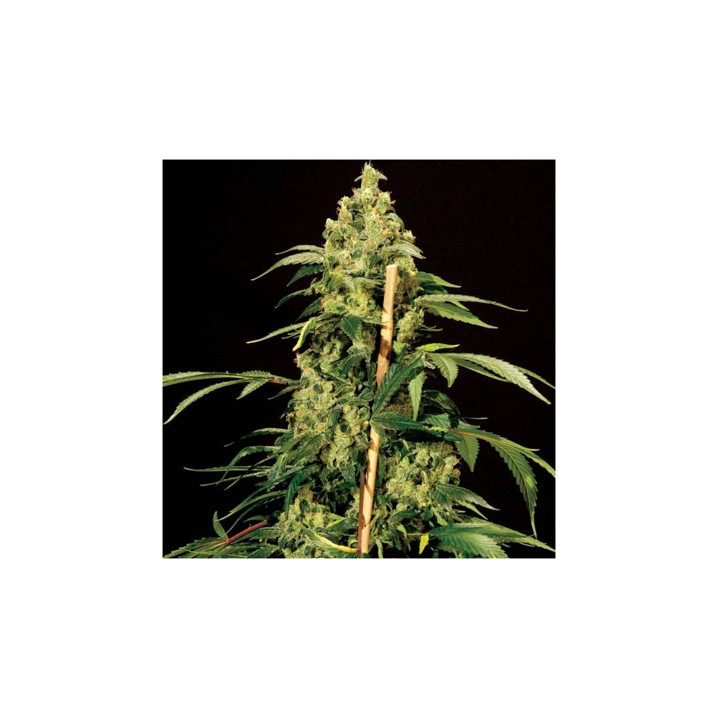 Jack Herer Feminizada de The Bulldog Seeds