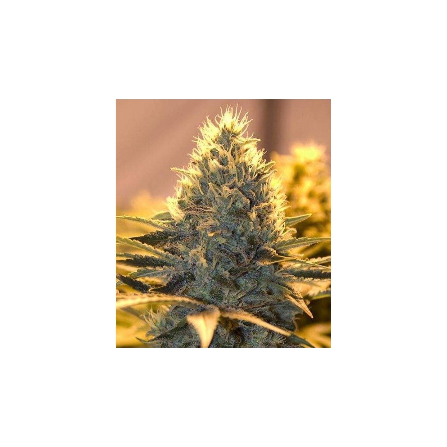 Jack Herer Autofloreciente Feminizada de The Bulldog Seeds