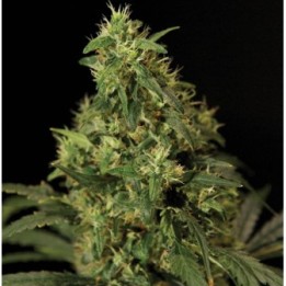 Northern Light Feminizada de The Bulldog Seeds
