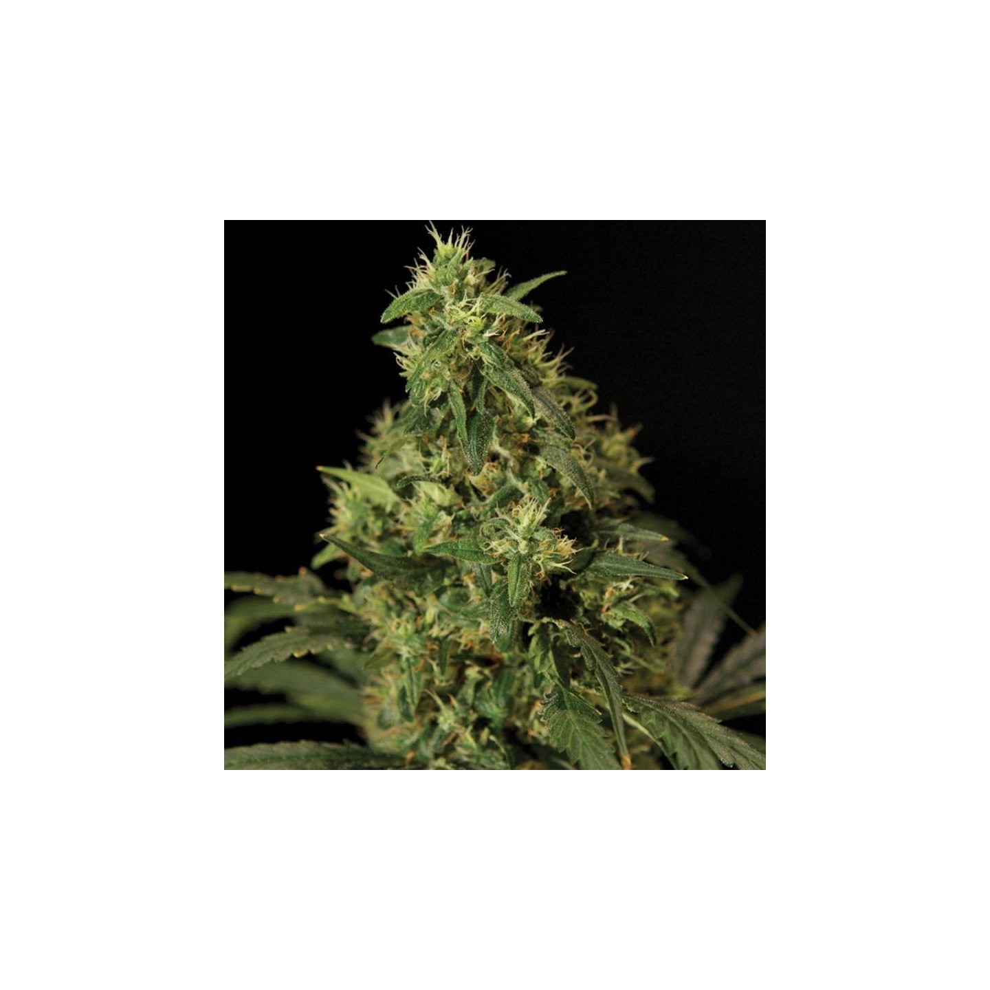 Northern Light Feminizada de The Bulldog Seeds