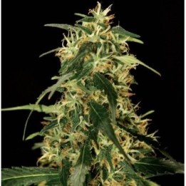 Silver Star Haze Feminizada de The Bulldog Seeds