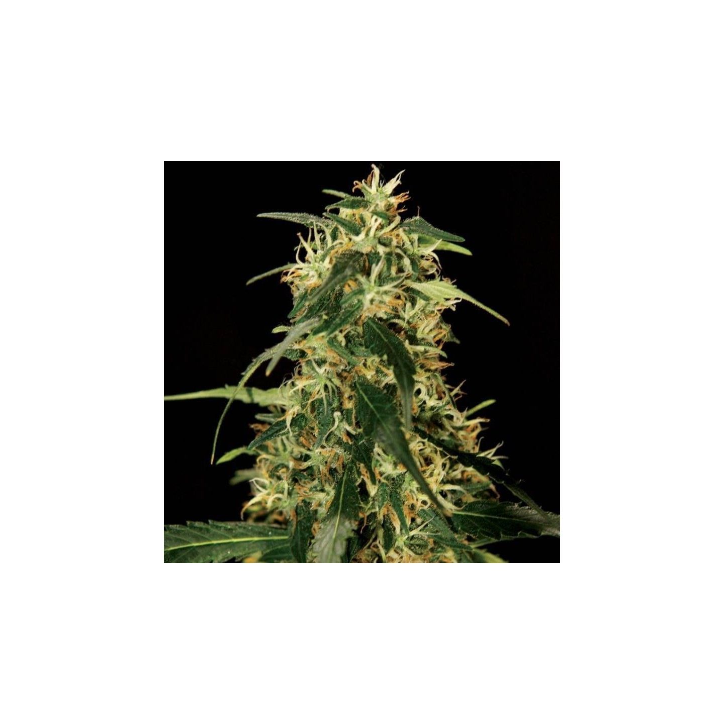 Silver Star Haze Feminizada de The Bulldog Seeds